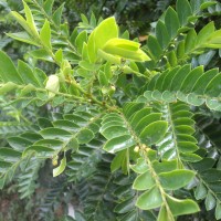 Phyllanthus buxifolius (Blume) Müll.Arg.